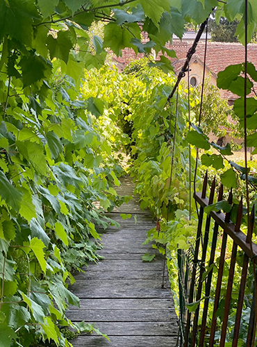 vignes
